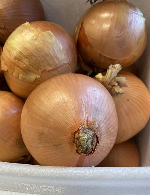 Spanish Onions.